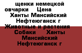 щенки немецкой овчарки! › Цена ­ 20 000 - Ханты-Мансийский, Нефтеюганск г. Животные и растения » Собаки   . Ханты-Мансийский,Нефтеюганск г.